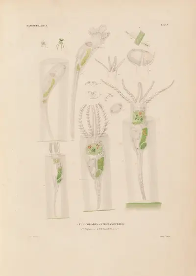 Die Infusionsthierchen als vollkommene Organismen Pl.43 av Christian Gottfried Ehrenberg