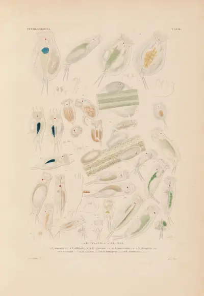 Die Infusionsthierchen als vollkommene Organismen Pl.56 av Christian Gottfried Ehrenberg