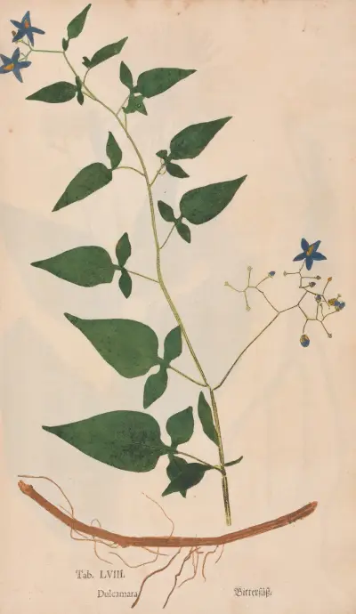 Ectypa vegetabilium Pl.058 av Christian Gottlieb Ludwig