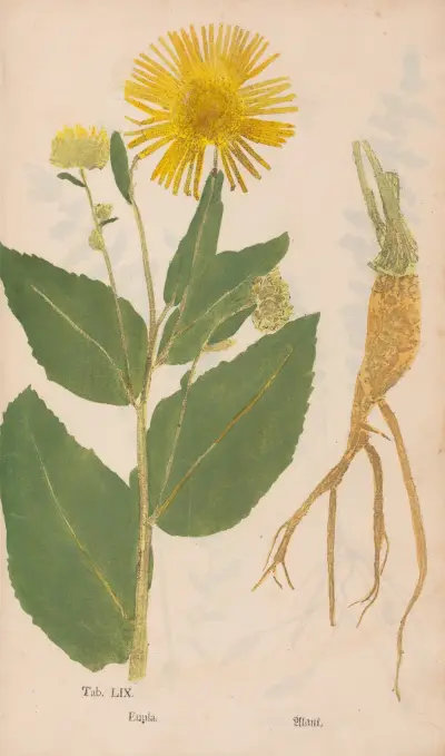 Ectypa vegetabilium Pl.059 av Christian Gottlieb Ludwig