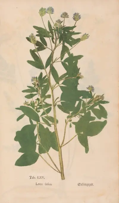 Ectypa vegetabilium Pl.065 av Christian Gottlieb Ludwig