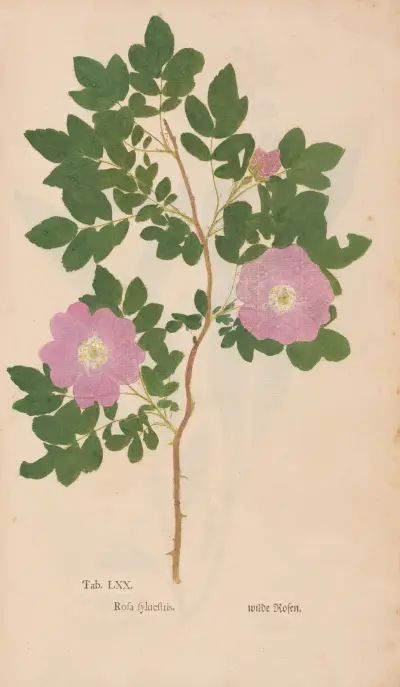 Ectypa vegetabilium Pl.070 av Christian Gottlieb Ludwig