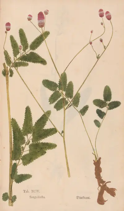 Ectypa vegetabilium Pl.094 av Christian Gottlieb Ludwig