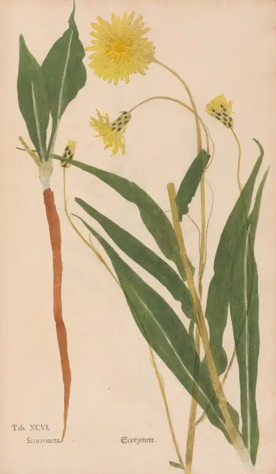 Ectypa vegetabilium Pl.096 av Christian Gottlieb Ludwig