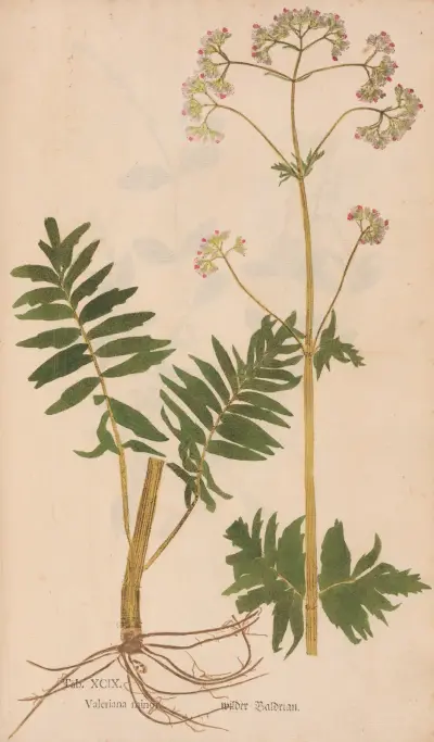 Ectypa vegetabilium Pl.099 av Christian Gottlieb Ludwig