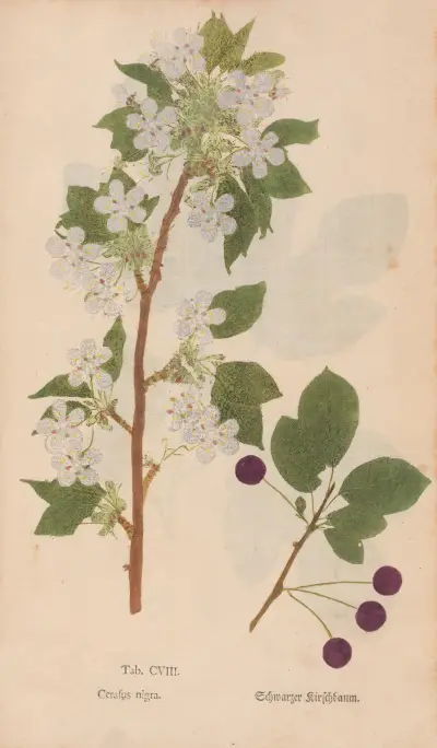 Ectypa vegetabilium Pl.108 av Christian Gottlieb Ludwig