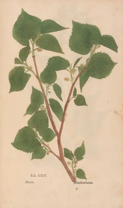 Ectypa vegetabilium Pl.114 av Christian Gottlieb Ludwig