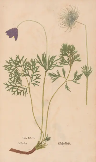 Ectypa vegetabilium Pl.119 av Christian Gottlieb Ludwig