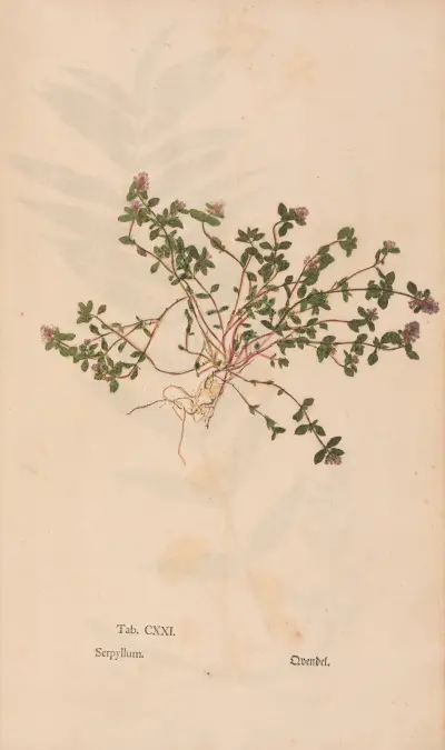 Ectypa vegetabilium Pl.121 av Christian Gottlieb Ludwig