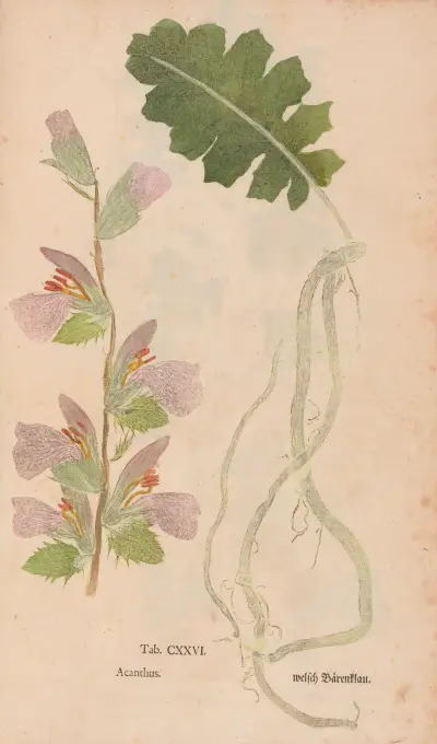 Ectypa vegetabilium Pl.126 av Christian Gottlieb Ludwig