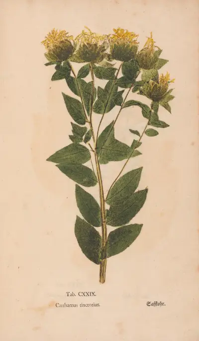 Ectypa vegetabilium Pl.129 av Christian Gottlieb Ludwig