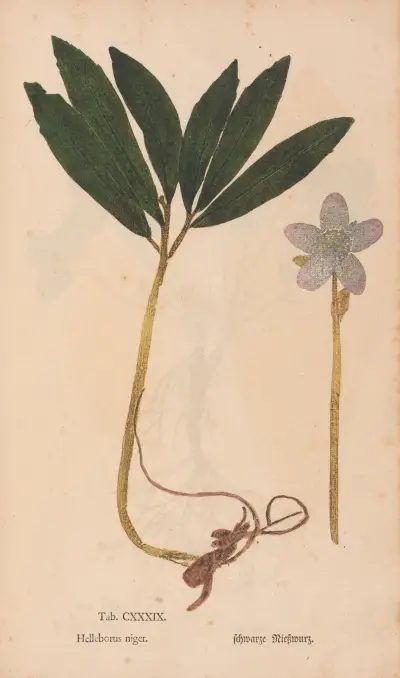 Ectypa vegetabilium Pl.139 av Christian Gottlieb Ludwig