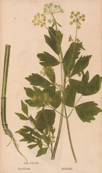 Ectypa vegetabilium Pl.164 av Christian Gottlieb Ludwig