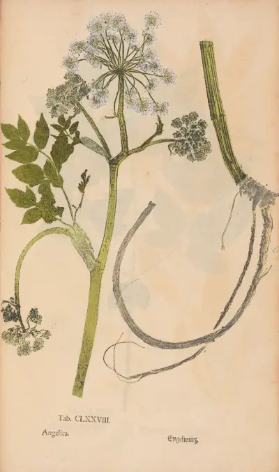 Ectypa vegetabilium Pl.178 av Christian Gottlieb Ludwig