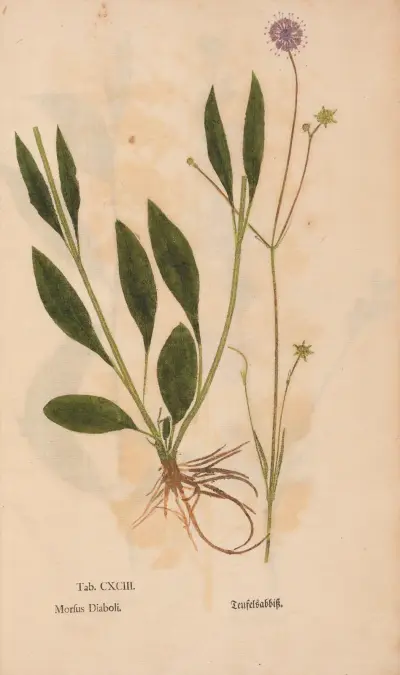 Ectypa vegetabilium Pl.193 av Christian Gottlieb Ludwig