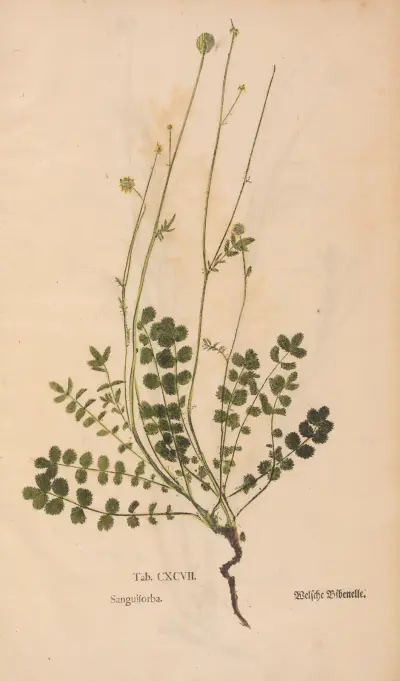 Ectypa vegetabilium Pl.197 av Christian Gottlieb Ludwig