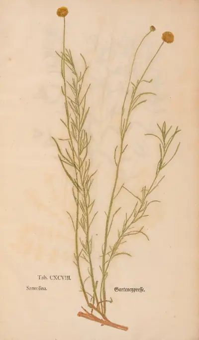 Ectypa vegetabilium Pl.198 av Christian Gottlieb Ludwig