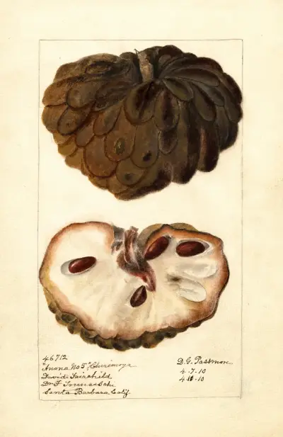 Annona squamosa: Anona No, Deborah Griscom Passmore