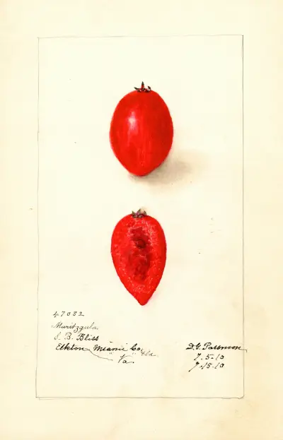 Carissa macrocarpa: Maritzgula, Deborah Griscom Passmore