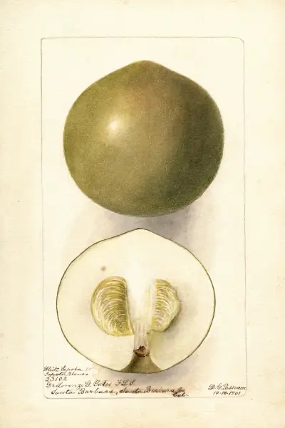 Casimiroa edulis: Zapota Blanco, Deborah Griscom Passmore