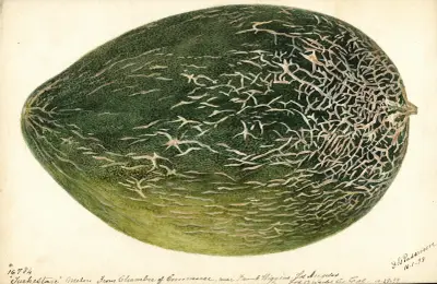 Citrullus lanatus: Turkestan, Deborah Griscom Passmore