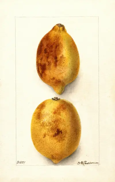 Citrus limon, Deborah Griscom Passmore