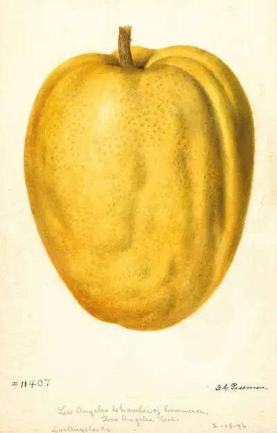 Citrus medica: Citron of Commerce, 1896 – Nr. 2, Deborah Griscom Passmore