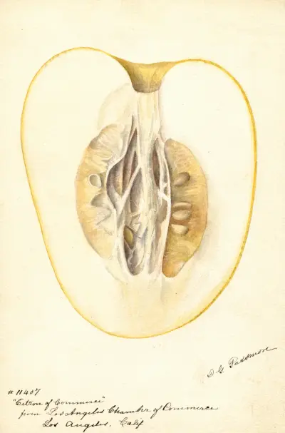 Citrus medica: Citron of Commerce, 1896 – Nr. 1, Deborah Griscom Passmore