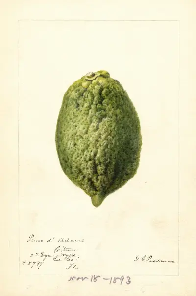 Citrus medica: Pomo d’Adams, Deborah Griscom Passmore