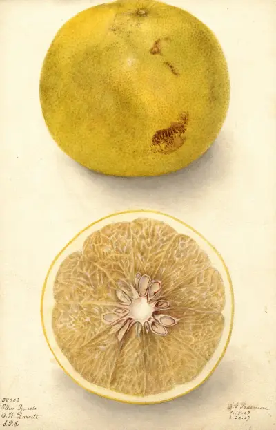 Citrus paradisi: Ellen, Deborah Griscom Passmore