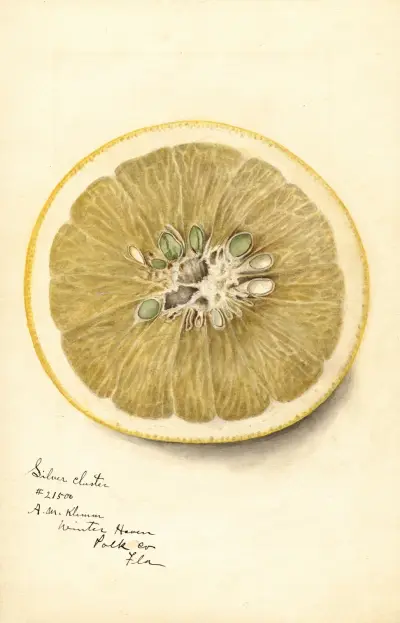 Citrus paradisi: Silver Cluster, Deborah Griscom Passmore