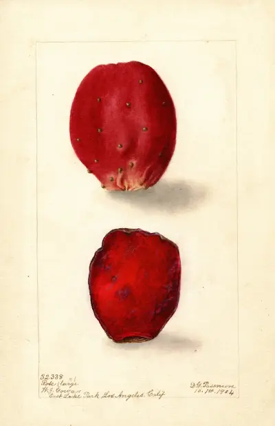 Opuntia: Różowy kaktus, Deborah Griscom Passmore