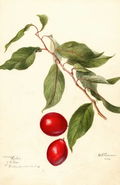 Prunus domestica: Sophie, Deborah Griscom Passmore