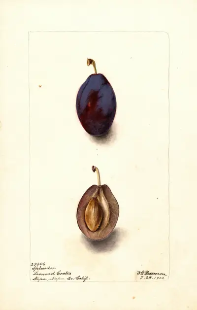 Prunus domestica: Splendor, Deborah Griscom Passmore