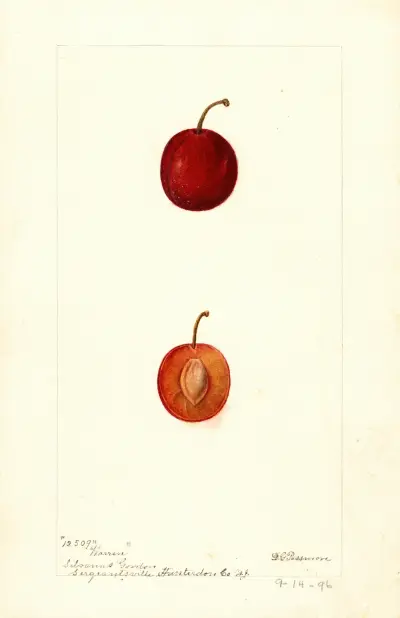 Prunus domestica: Warren, Deborah Griscom Passmore