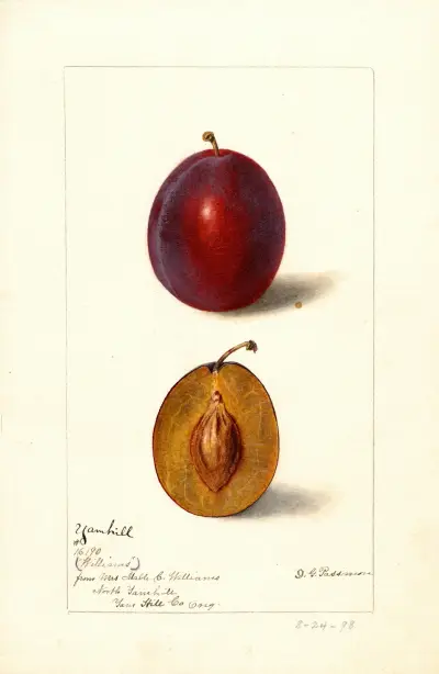 Prunus domestica: Yamhill, Deborah Griscom Passmore