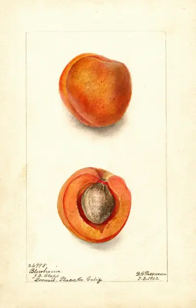Prunus mume: Blenheim, Deborah Griscom Passmore