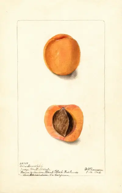 Prunus mume: Coles Hemskirk, Deborah Griscom Passmore