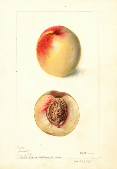 Prunus persica: Connett, Deborah Griscom Passmore