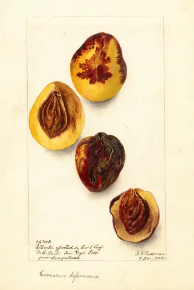 Prunus persica: Elberta, Deborah Griscom Passmore