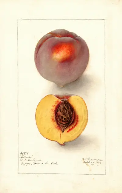 Prunus persica: Micado, Deborah Griscom Passmore