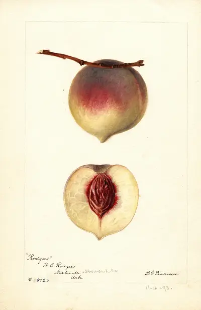 Prunus persica: Rodgers, Deborah Griscom Passmore