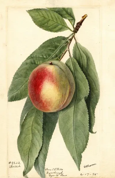 Prunus persica: Sneed, Deborah Griscom Passmore