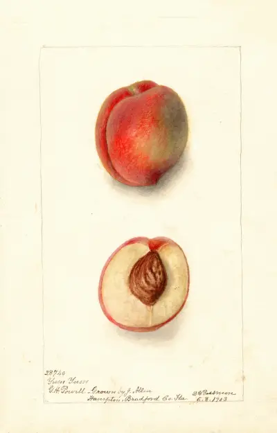 Prunus persica: Yum Yum, Deborah Griscom Passmore