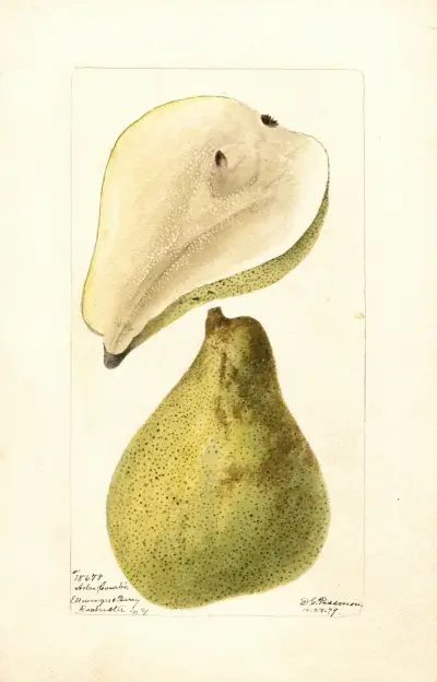 Pyrus communis: Arbre Courbe, Deborah Griscom Passmore