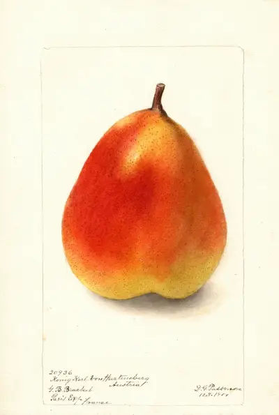 Pyrus communis: Konig Karl von Wurttemberg, Deborah Griscom Passmore