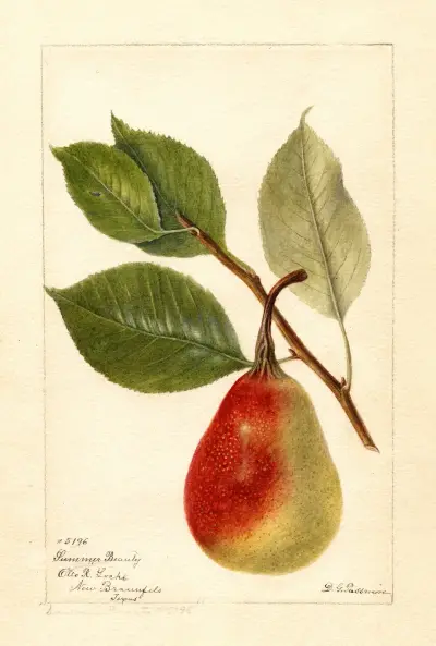 Pyrus communis: Summer Beauty, Deborah Griscom Passmore