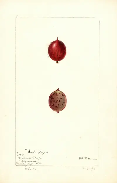 Ribes: Industry, Deborah Griscom Passmore