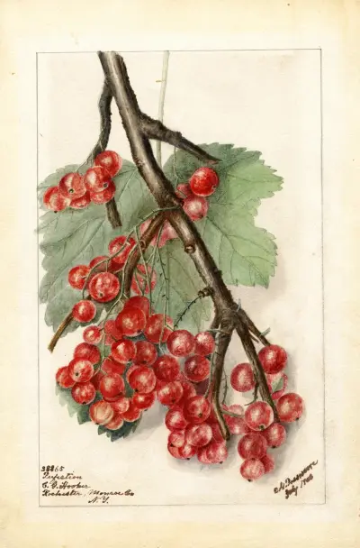 Ribes: Perfection, Deborah Griscom Passmore