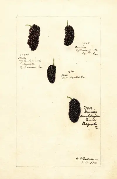Rubus, Deborah Griscom Passmore